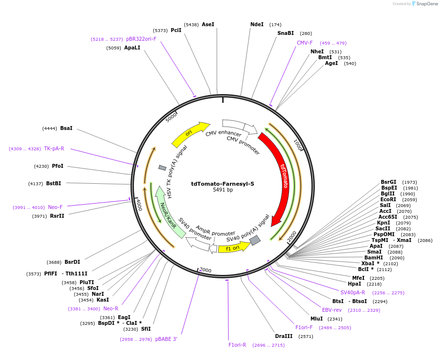 58092-plasmid-map-sequence-id-424771