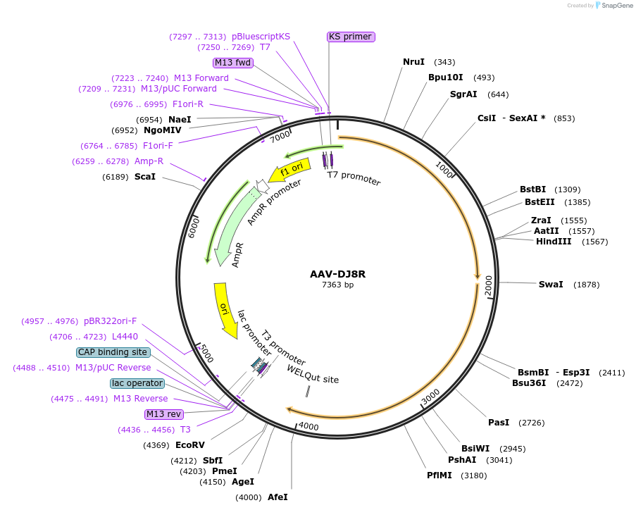 213974-plasmid-map-sequence-id-424772