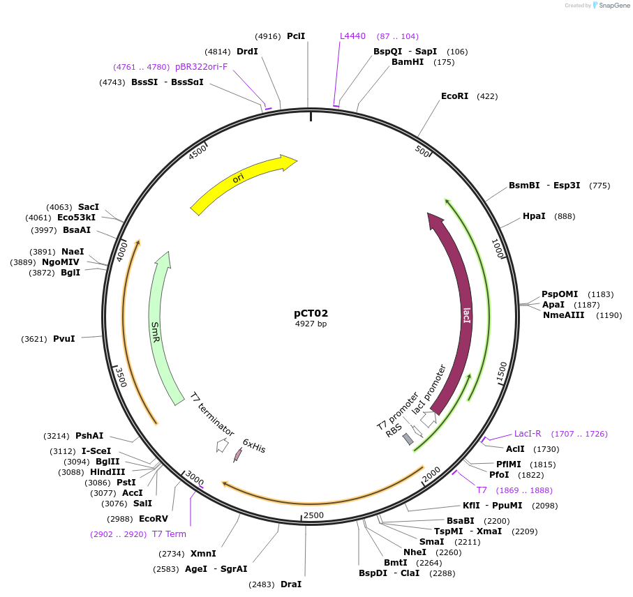 212152-plasmid-map-sequence-id-424774