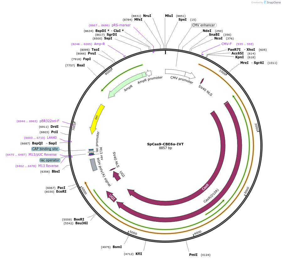 215833-plasmid-map-sequence-id-424801