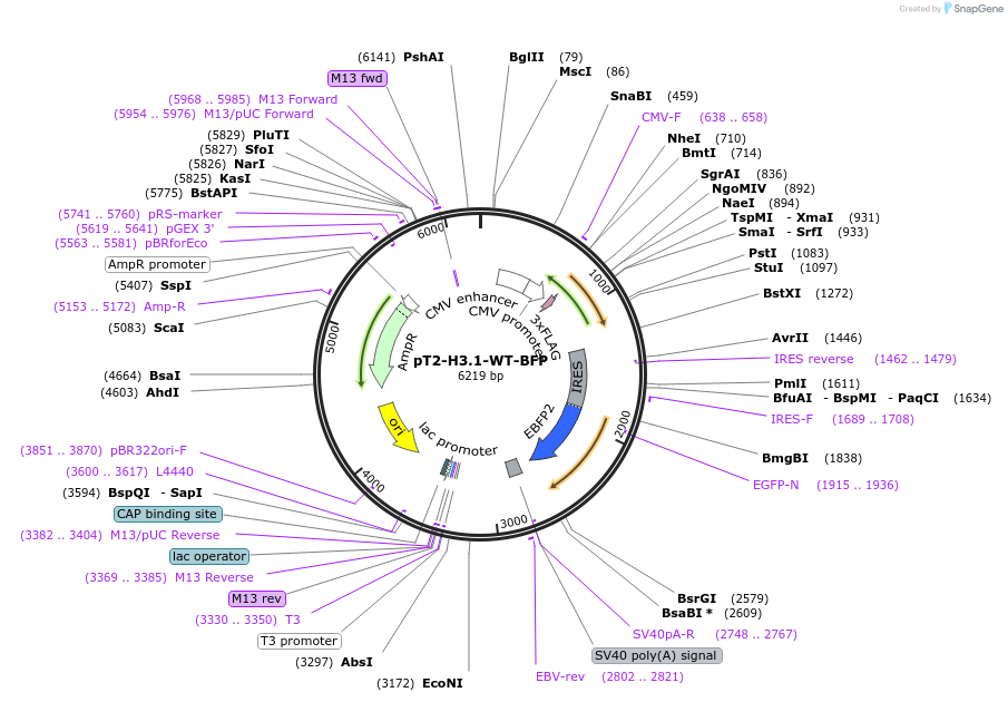 209437-plasmid-map-sequence-id-424810