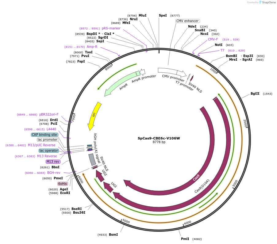 215826-plasmid-map-sequence-id-424820
