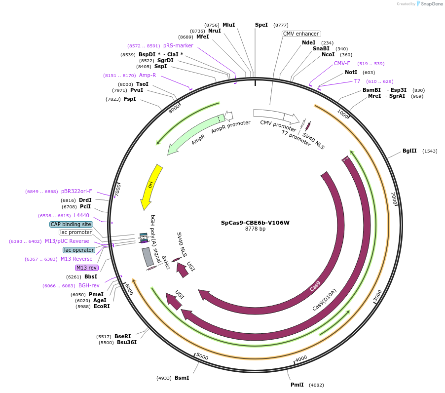 215825-plasmid-map-sequence-id-424826
