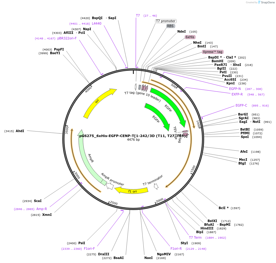 211891-plasmid-map-sequence-id-424834