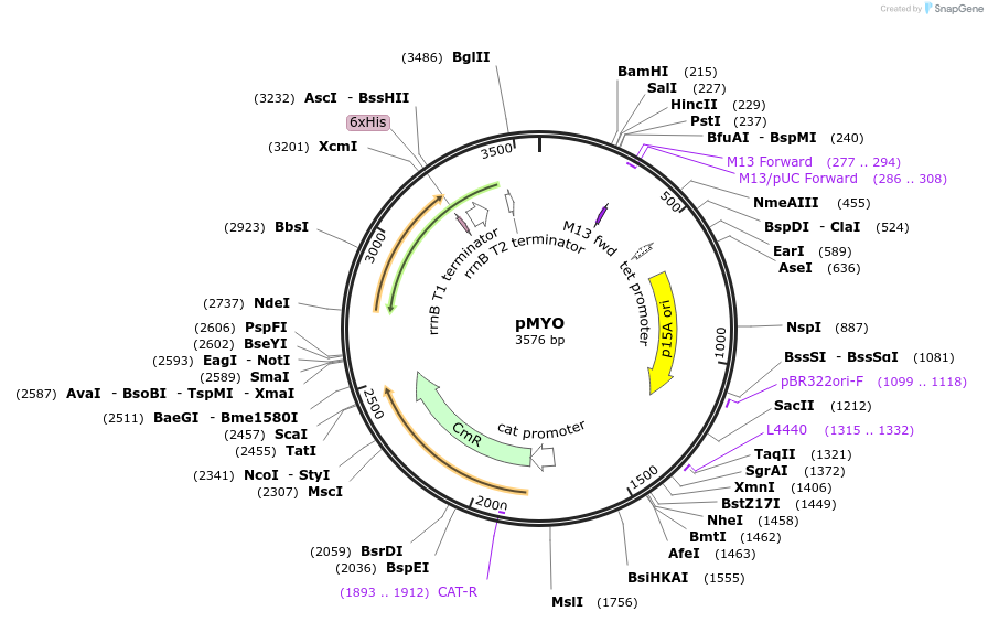 34626-plasmid-map-sequence-id-42486