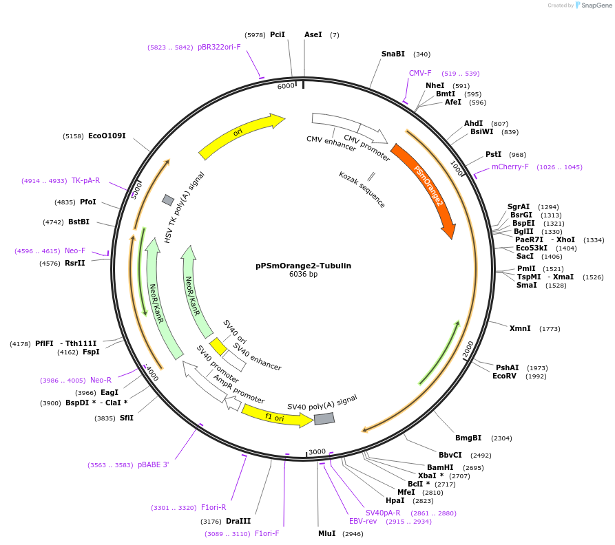 34963-plasmid-map-sequence-id-42490