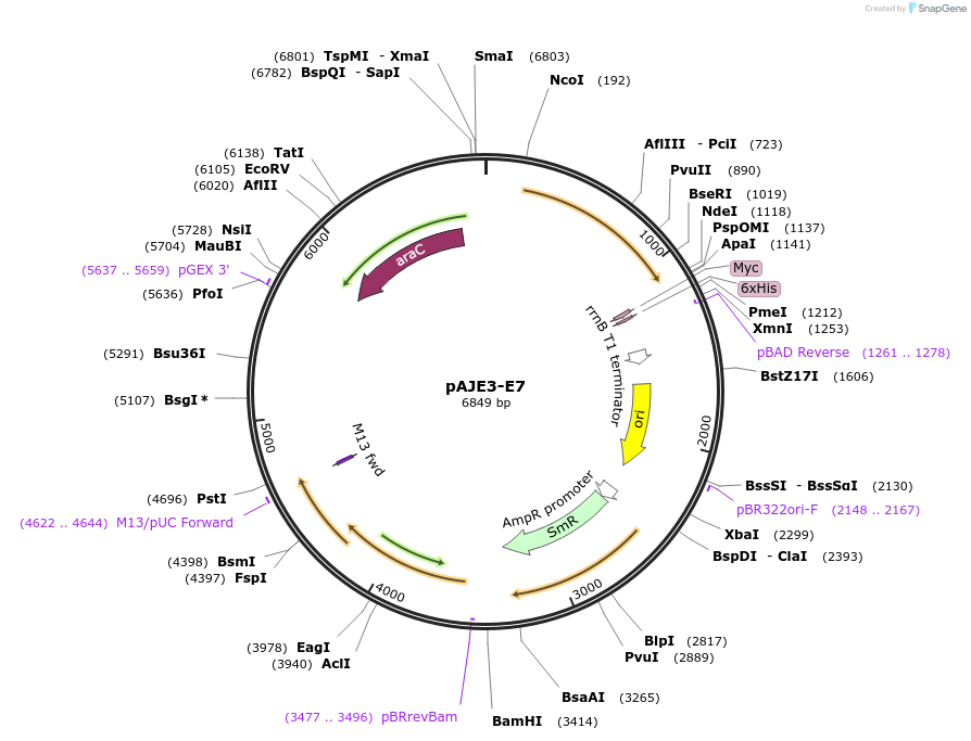 214359-plasmid-map-sequence-id-424910