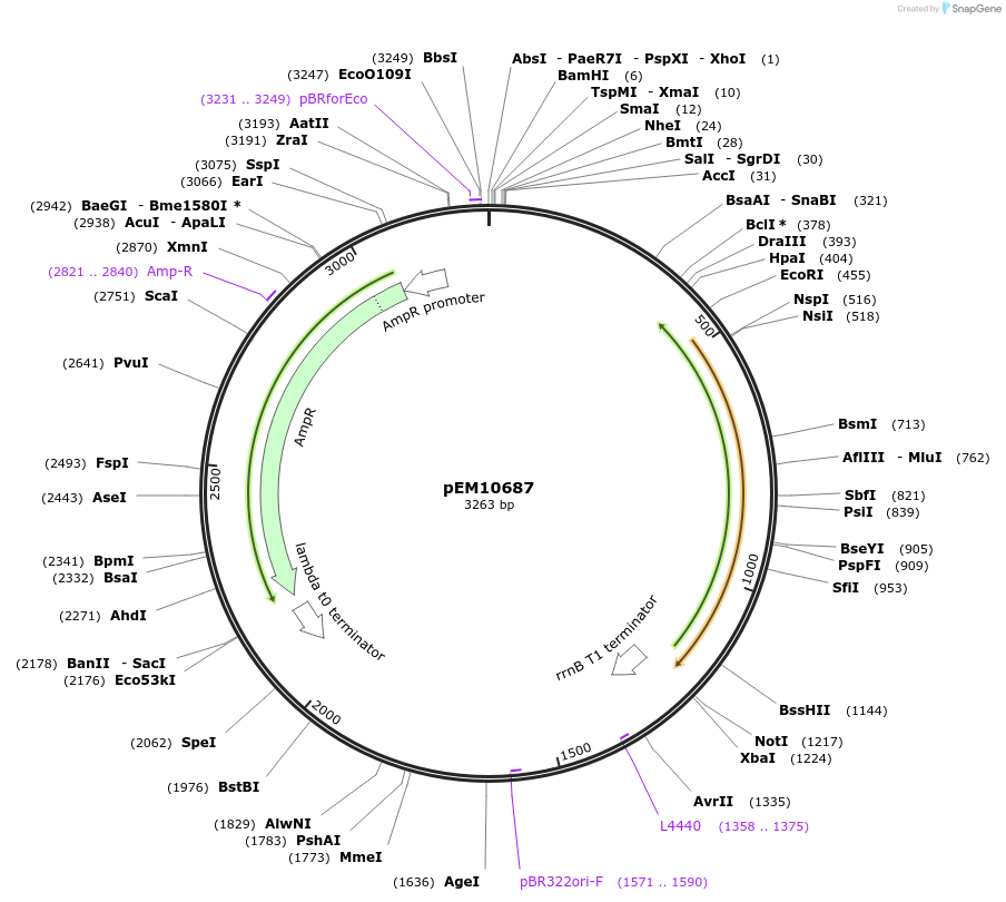 213996-plasmid-map-sequence-id-424924