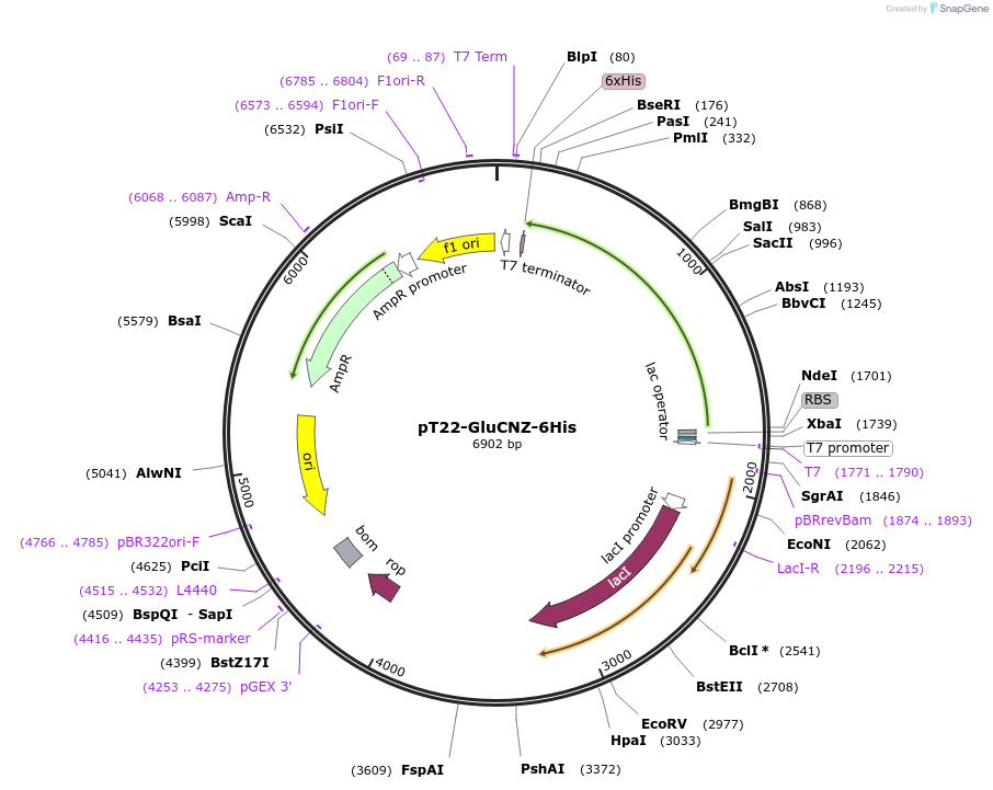 213504-plasmid-map-sequence-id-424932