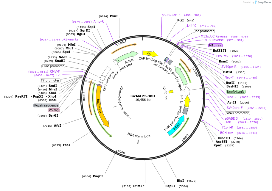214673-plasmid-map-sequence-id-424933