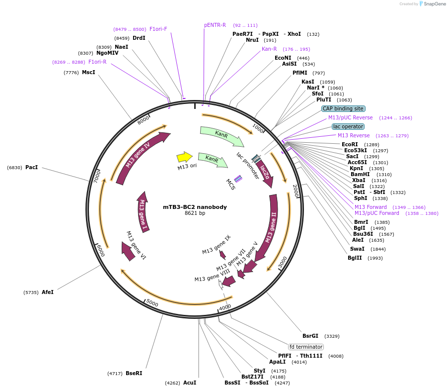 210208-plasmid-map-sequence-id-424934