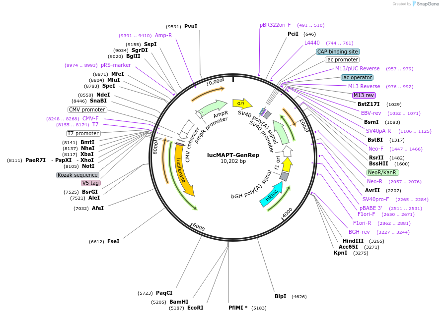 214674-plasmid-map-sequence-id-424937