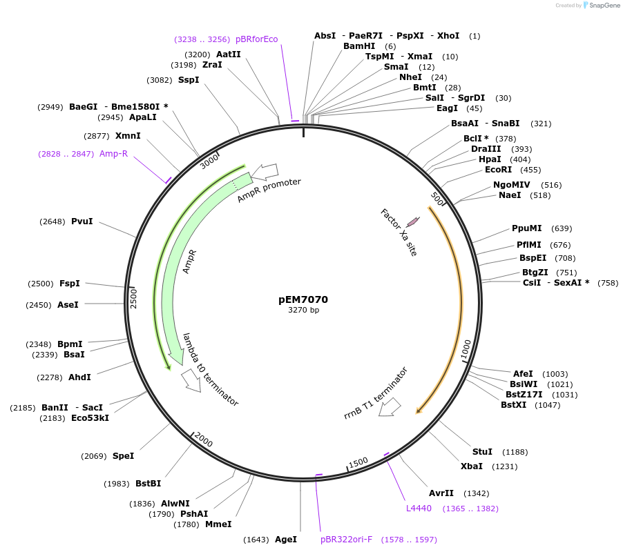 214008-plasmid-map-sequence-id-424941