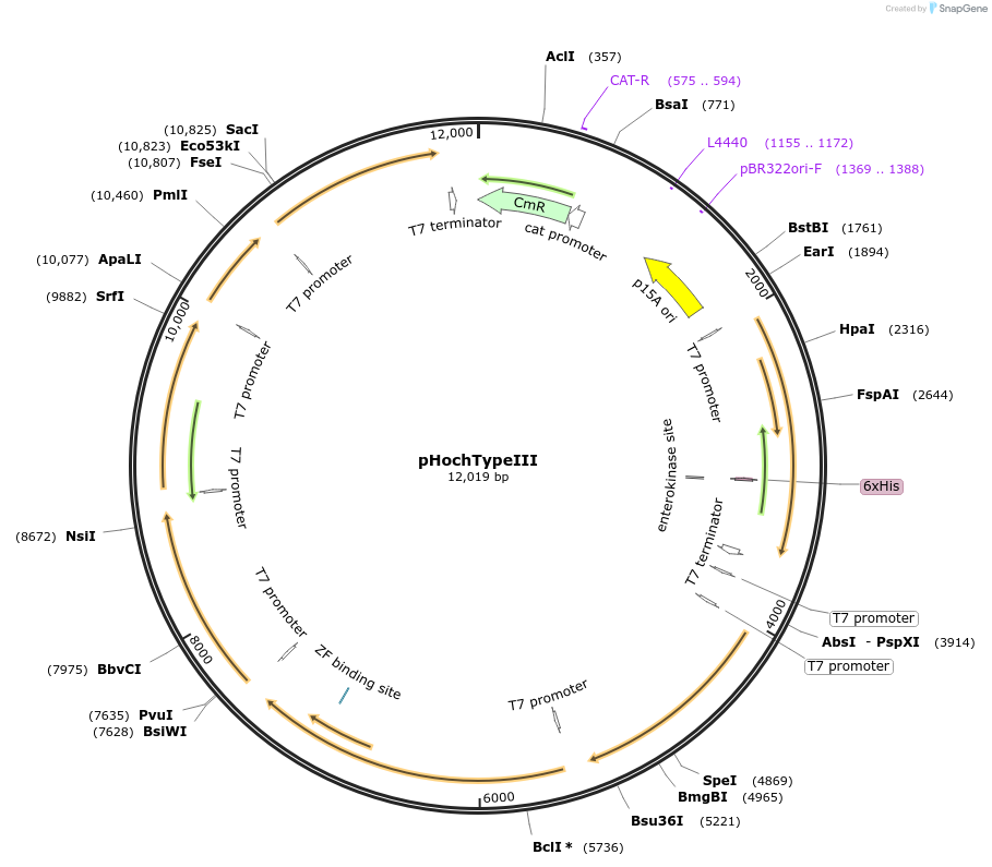 214039-plasmid-map-sequence-id-424943