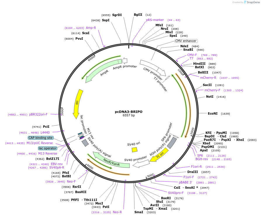 215542-plasmid-map-sequence-id-424948