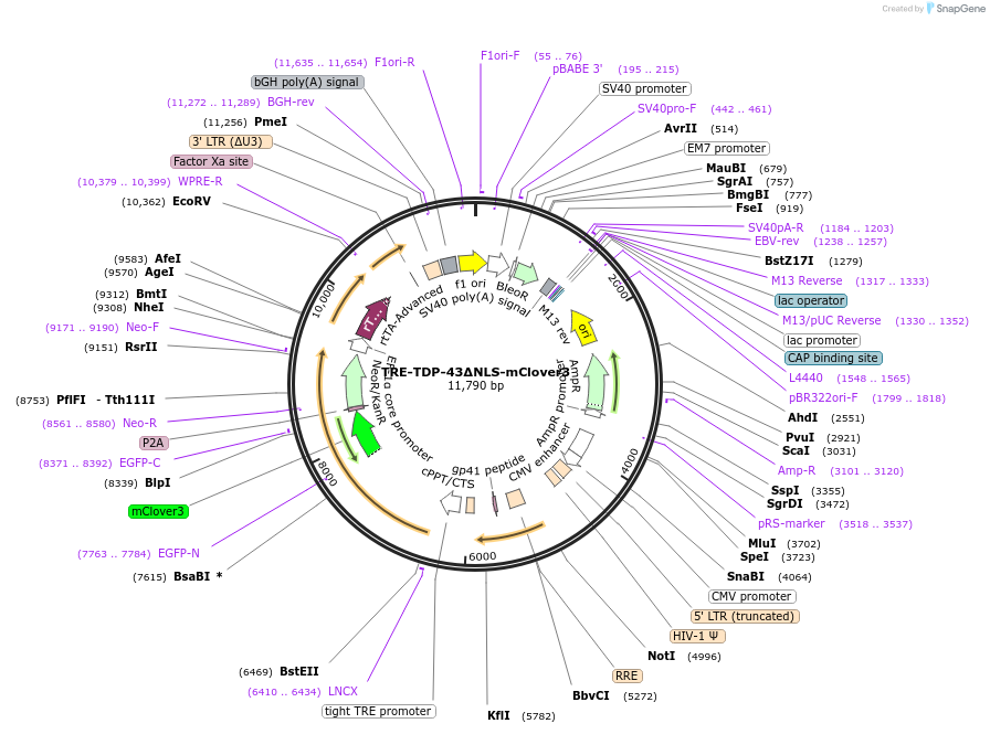 214916-plasmid-map-sequence-id-424951