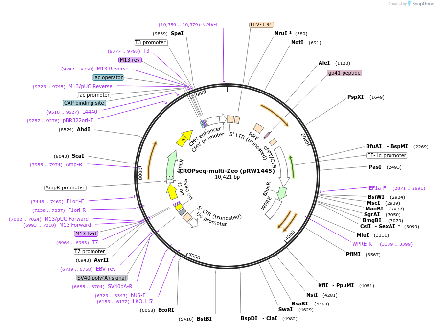 216218-plasmid-map-sequence-id-424956