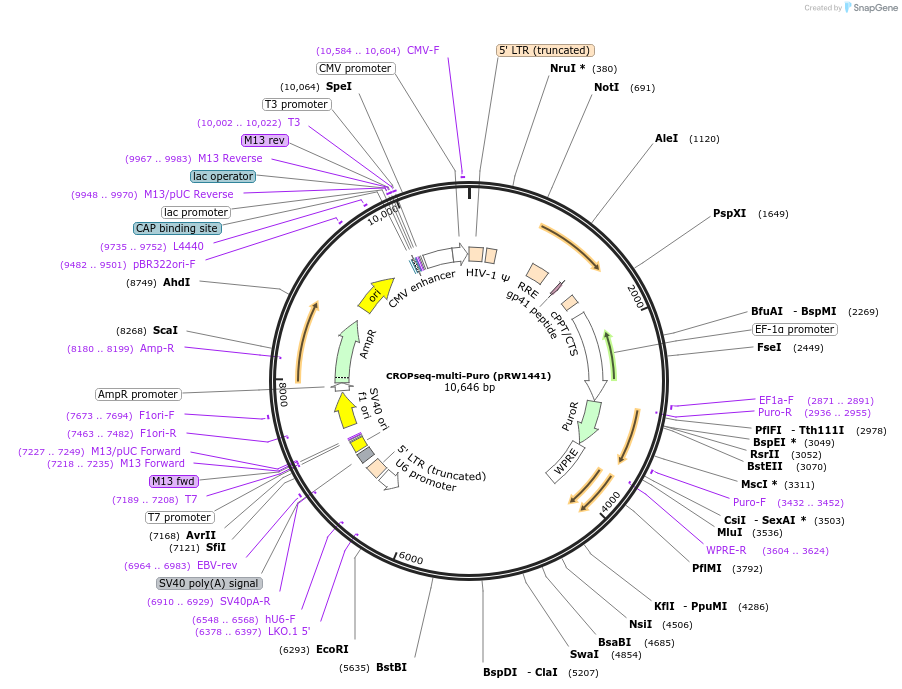 216217-plasmid-map-sequence-id-424957