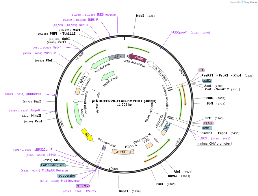 78330-plasmid-map-sequence-id-424963