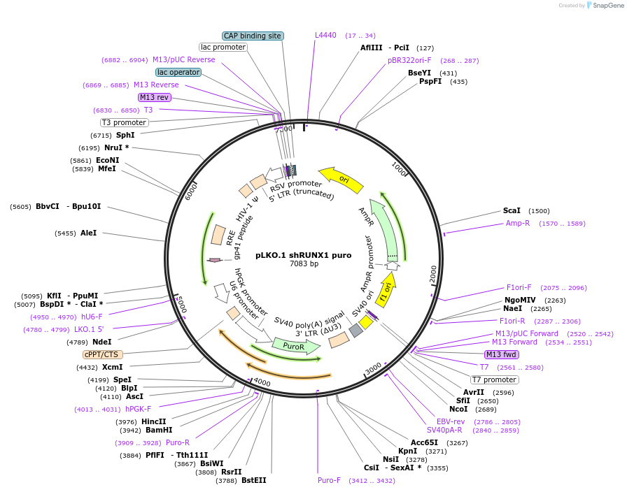 45816-plasmid-map-sequence-id-424965