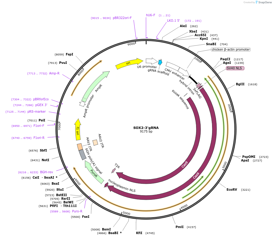 215543-plasmid-map-sequence-id-424976