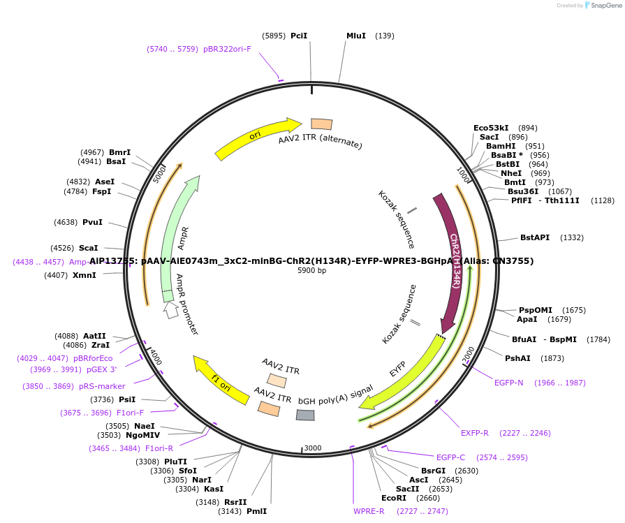214846-plasmid-map-sequence-id-424977