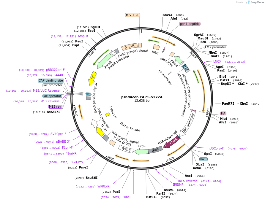 213584-plasmid-map-sequence-id-424981