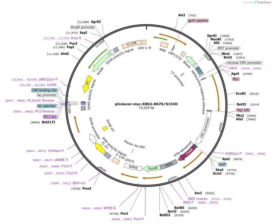 213597-plasmid-map-sequence-id-424983