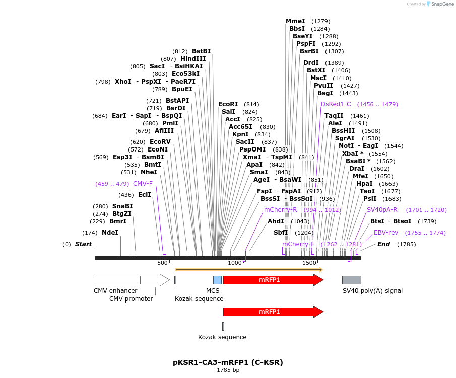 424993_map