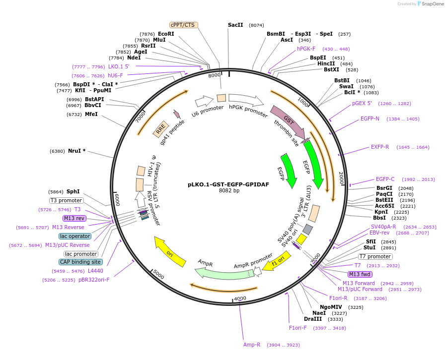213716-plasmid-map-sequence-id-424995