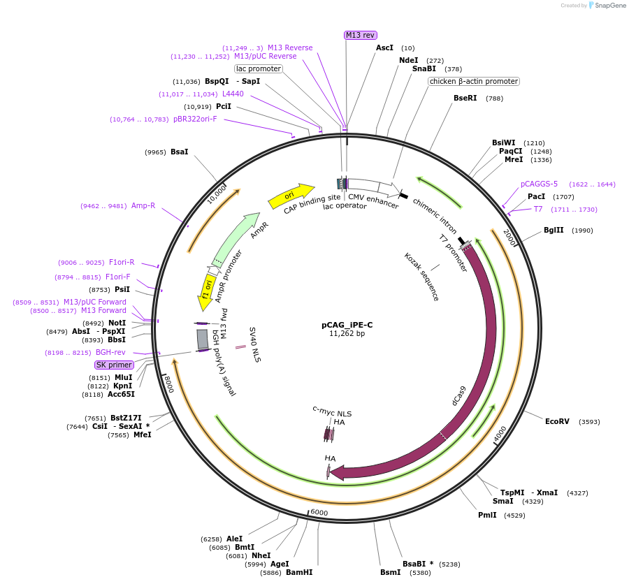 214735-plasmid-map-sequence-id-425000