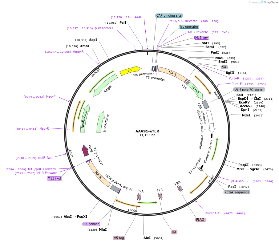 214737-plasmid-map-sequence-id-425005