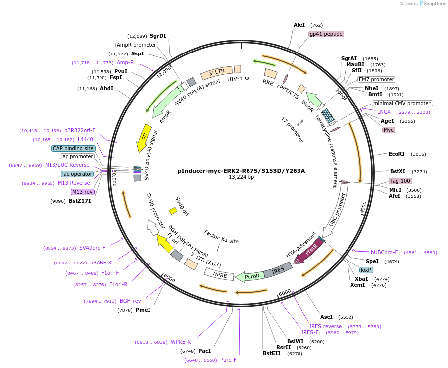 213599-plasmid-map-sequence-id-425007