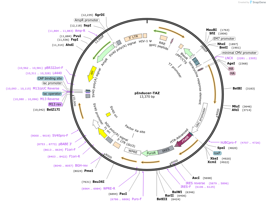 213587-plasmid-map-sequence-id-425010