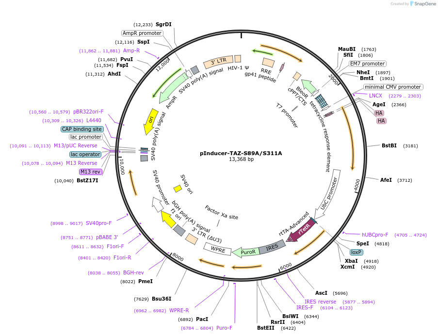 213589-plasmid-map-sequence-id-425011