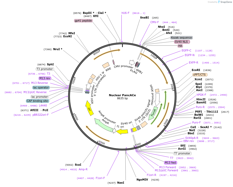 215706-plasmid-map-sequence-id-425046