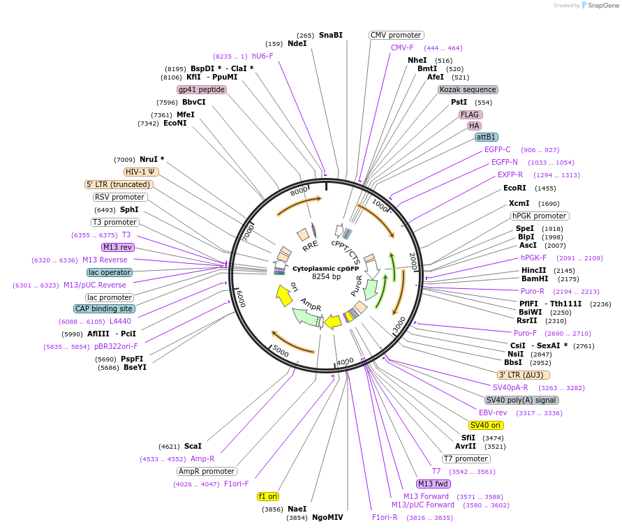 215709-plasmid-map-sequence-id-425048