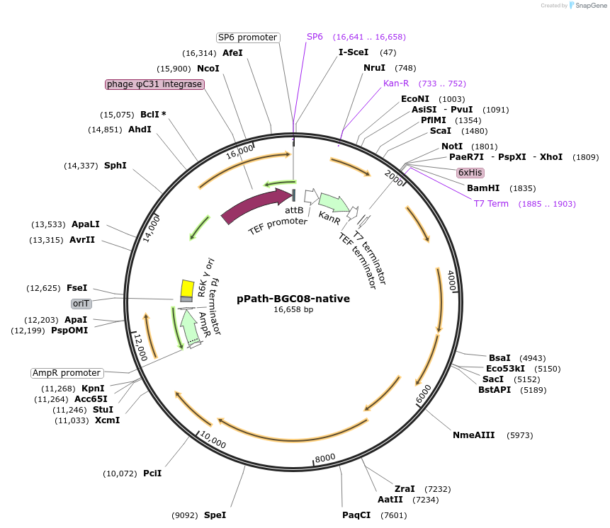 200004-plasmid-map-sequence-id-425049