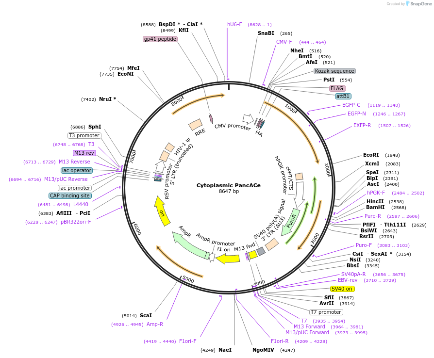 215708-plasmid-map-sequence-id-425050