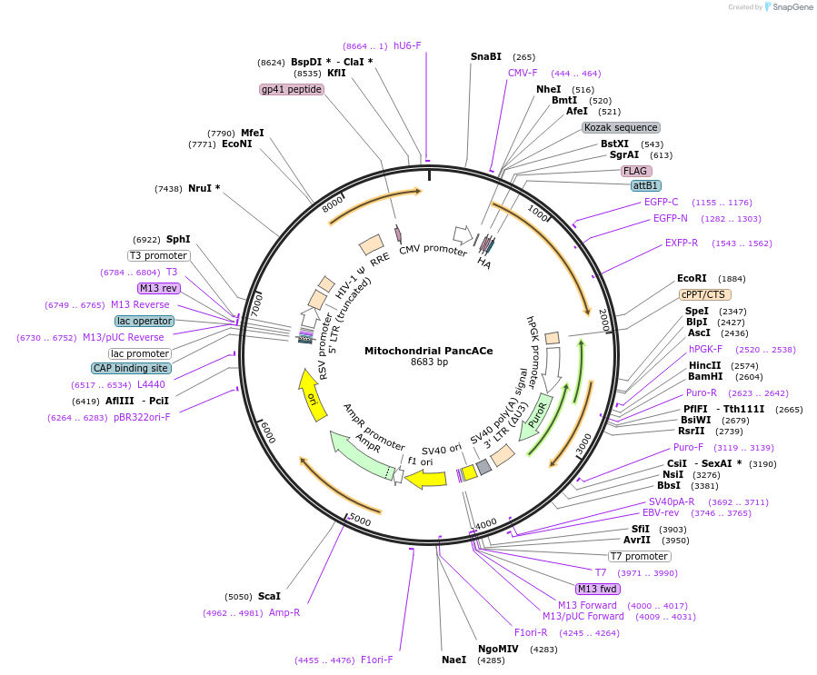 215710-plasmid-map-sequence-id-425051