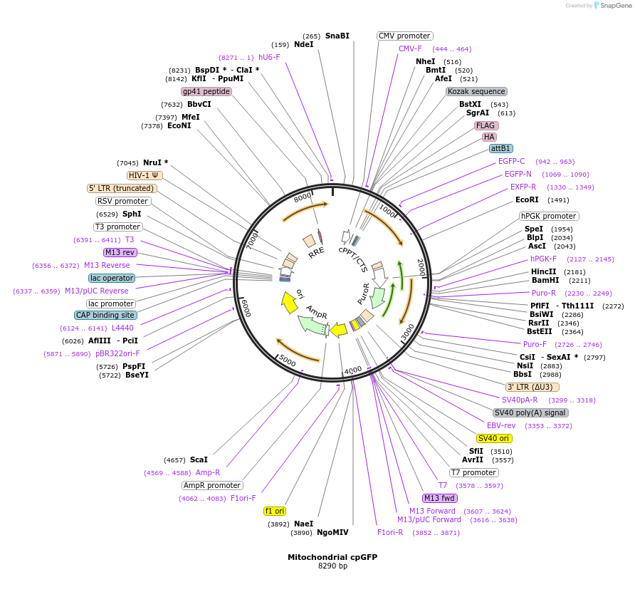 215711-plasmid-map-sequence-id-425054