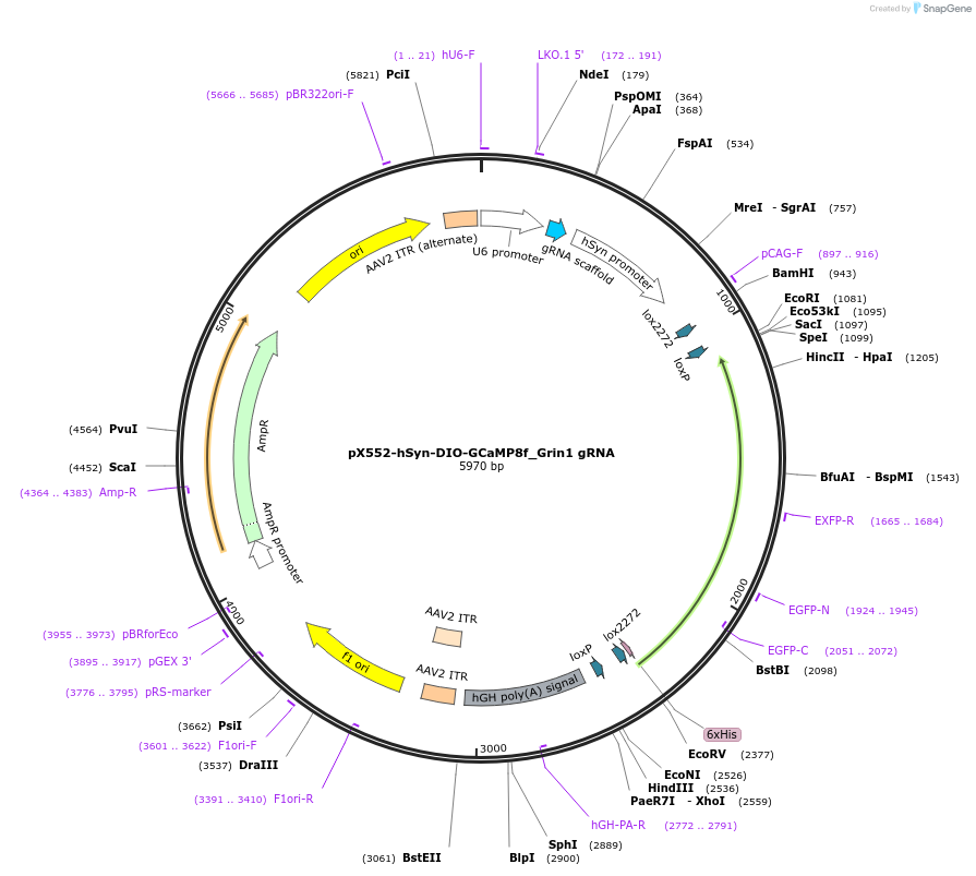 215281-plasmid-map-sequence-id-425074