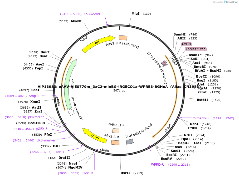 214850-plasmid-map-sequence-id-425081