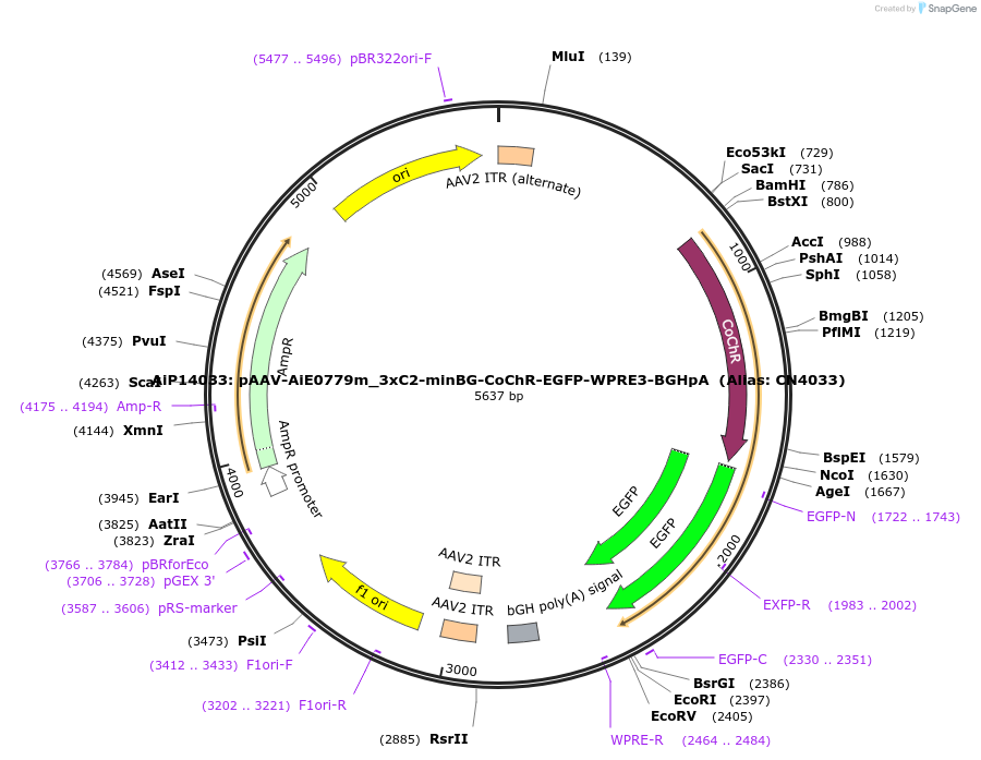 214852-plasmid-map-sequence-id-425084