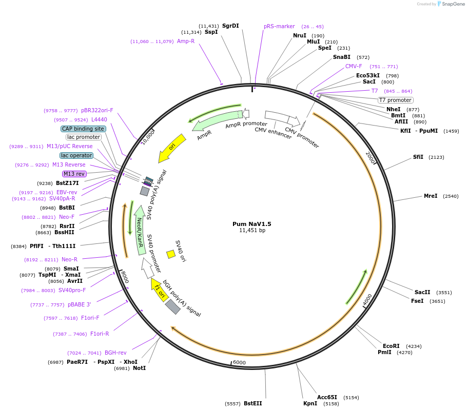 200232-plasmid-map-sequence-id-425100