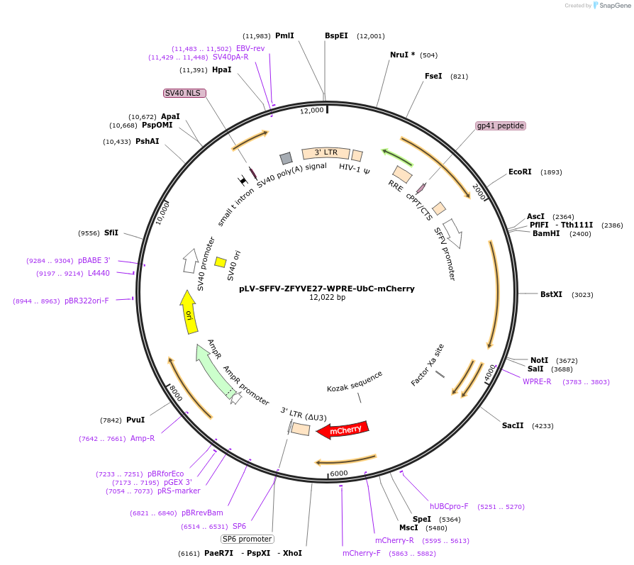 214470-plasmid-map-sequence-id-425102