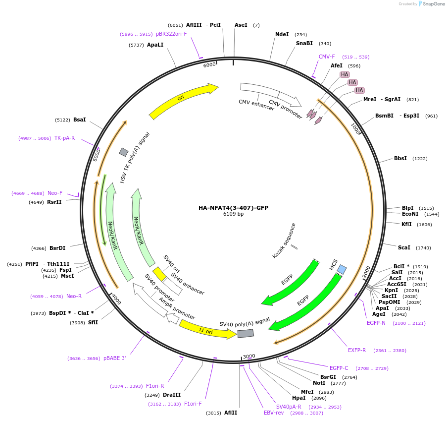 21664-plasmid-map-sequence-id-425137