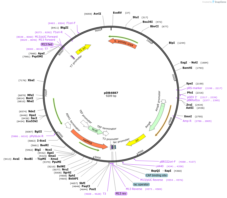 215502-plasmid-map-sequence-id-425138