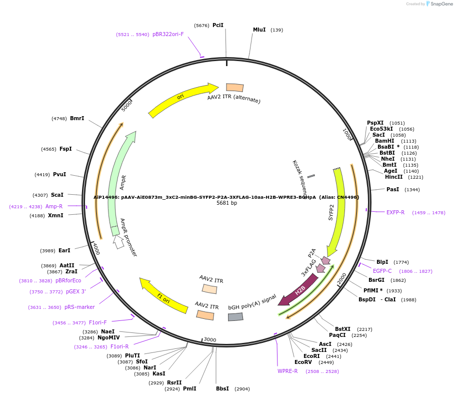 214858-plasmid-map-sequence-id-425139