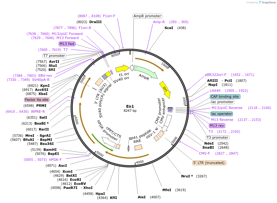34993-plasmid-map-sequence-id-42514